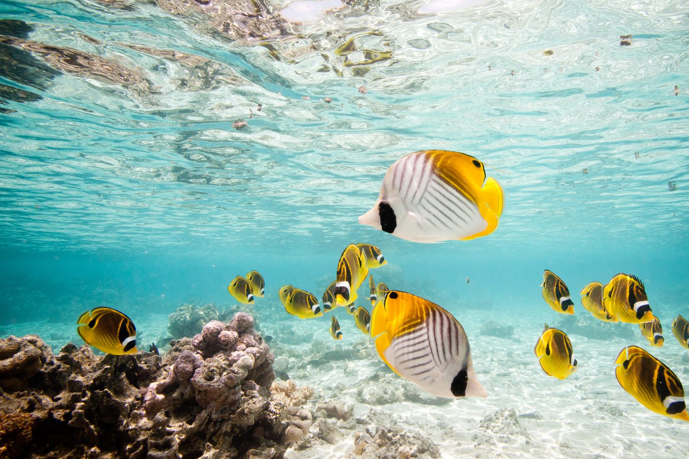 The Snorkelling Spot